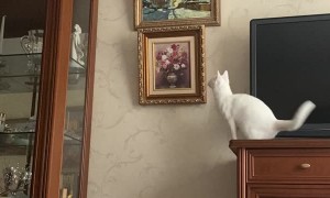 Leaping Cat Causes Frames to Fall