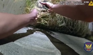 Phoenix Police rescue kitten stuck in overgrown grass