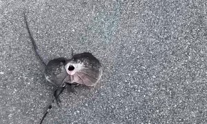 Walking a Small Dilophosaurus on Leash