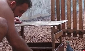 Cockatiel Sings as Owner Cleans