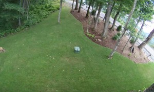 Bear Itches Back on a Tree