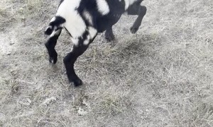 Rescuing a Goat with its Head Stuck in a Hole