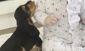 Baby and New Puppy are Friends at First Sight