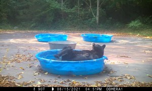 Adorable Bear Having a Good Scratch in the Pool