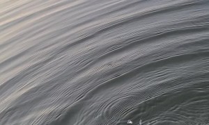 Fisherman Hand Feeds Snake from Kayak