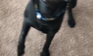 Pup Picks up Kitchen Knife