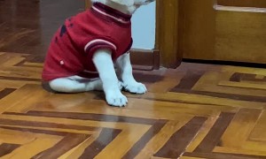 Tired Pup Falls Asleep Sitting Up