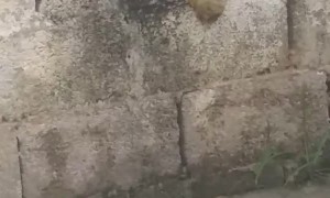 Weird Dog Makes Mess on Walls