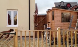 Determined Dog Makes a Great Escape