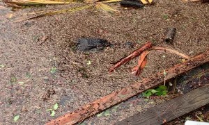 Alligator Surprise During Hurricane Ida Flooding