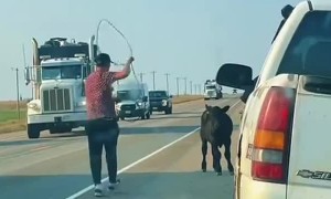 Casual Cowboy Ropes Calf on Highway