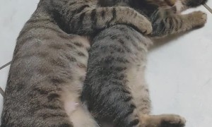 Caring Mama Cuddles Her Kitten