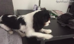 Cavalier Can't Get Comfy