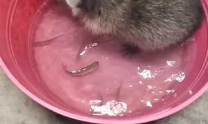 Raccoon Having Fun Catching Fish
