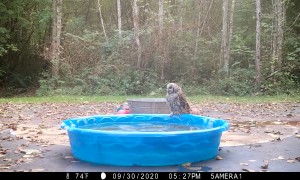 Owls Battle in Kiddie Pool