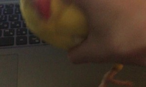 Ring-Neck Parrot Richie Love Hugs