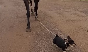 Corgi Puppy Leads Horsy Pal
