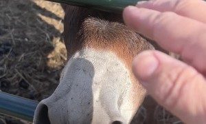 Donkey Excited About Owner's Return