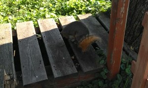 Rescued Squirrel Plays with Toy Unicorn