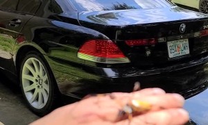 Giant Spider Climbs Around Arm