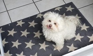 Clever Doggy Likes Clean Feet