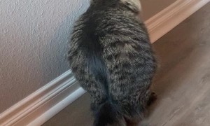 Cat Finds Strange Way to Get Comfortable