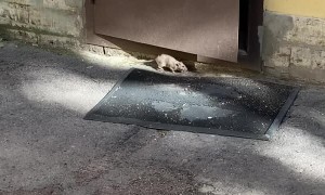 Runaway Rat Attacks Camera Operator