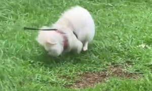 Hurricane Makes Bathroom Time Difficult for Dog