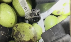 Squirrel Fills Car Hood With Walnut Stash