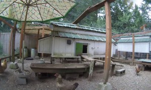 Bobcat Caught Sneaking in to Stalk Chickens