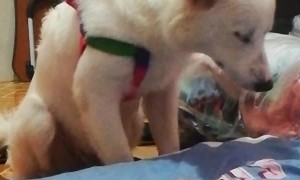 Tuckered Pup Can't Stay Upright