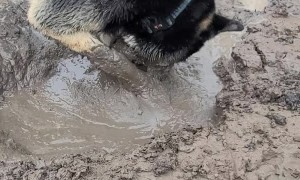 Doggy Dives Face First into Mud Puddle