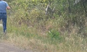 Motorists Move Stricken Bear Safely to the Side of the Road