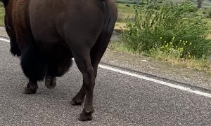 Bikers Have Close Encounter with Wandering Bison