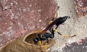 Dirt Dauber Builds Its Mud House