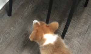 Cat's Tail Taunts Corgi