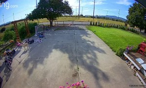 Little Goat Takes Giant Leap