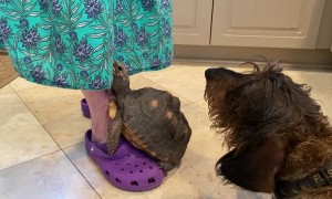 Grandma Gives Treats to Doggy and Tortoise
