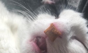 Snoozing Kitty Eats Treats in Her Sleep