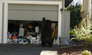 Bear Opens Garage Door