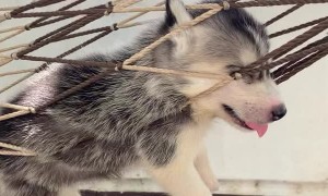 Husky Puppy Hangs Comfortably in Hammock