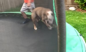 Bulldog Bounces on Trampoline