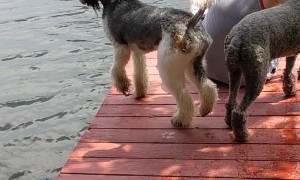 Poodle Gracefully Steps Right Off Dock