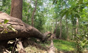 Black Bear Family of Six
