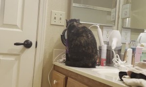 Cat Stares Back With Makeup Mirror