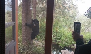 French Bulldogs Tree a Black Bear