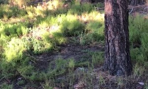 Stealthy Man Sneaks Up on Sleeping Elk