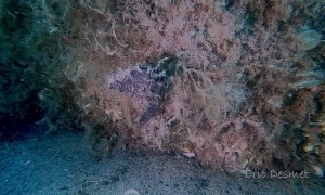 Octopus Wraps Arms Around Seahorse