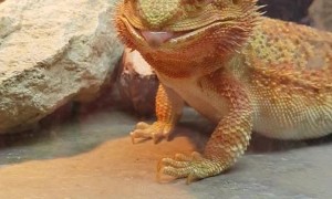 Grasshopper Gets Snagged for a Snack