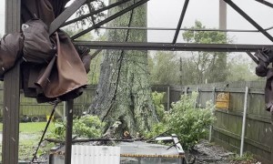 Tree Appears to Breathe as It Splits Open During Hurricane Ida